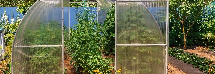 Foliengewächshaus mit Tomaten in Schrebergartenanlage.